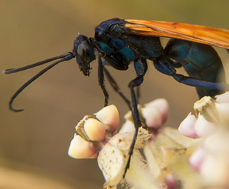 Tarantula hawk wasp on a pink and white flower