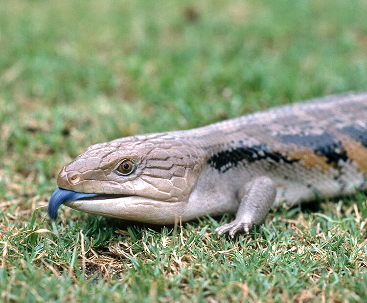 A blue-tongued skinks crawls across grass as it sticks its tongue out