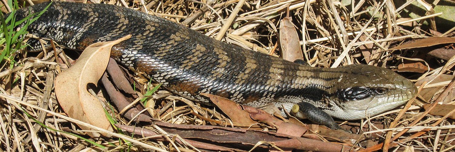Blue-tongued skink crawling along dried leaves and grass in an Australian backyard