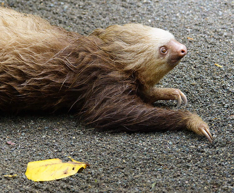 Two-toed sloth laying on a gravelly ground with a yellow leaf in the foreground.