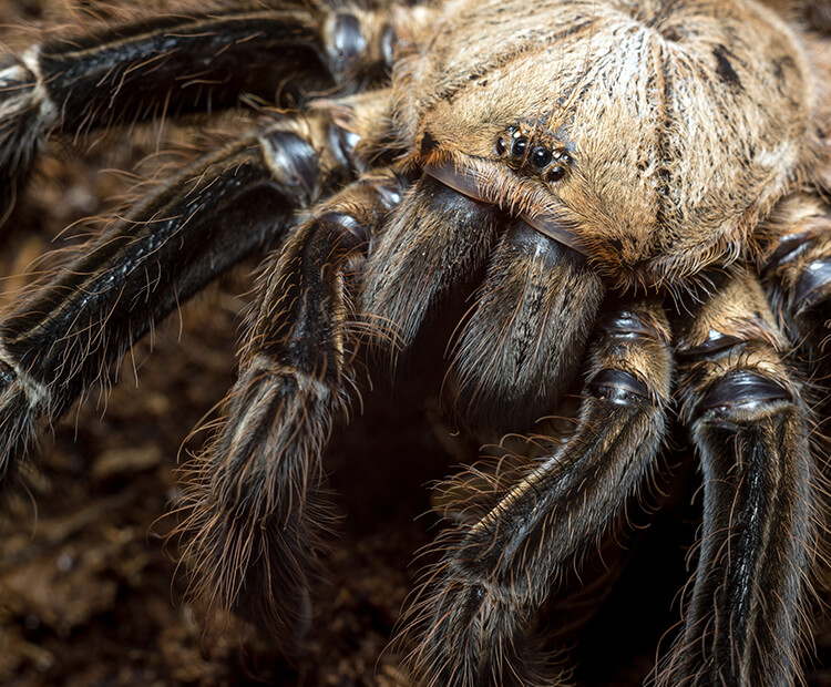 Close-up of a tarantula's face with multiple eyes