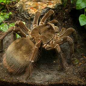 Goliath bird-eating tarantula