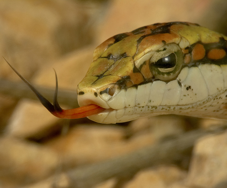 A snake flickers his tongue to catch scents in the air