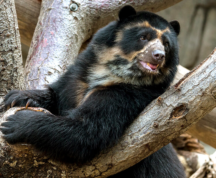 Andean bear climbing tree branches