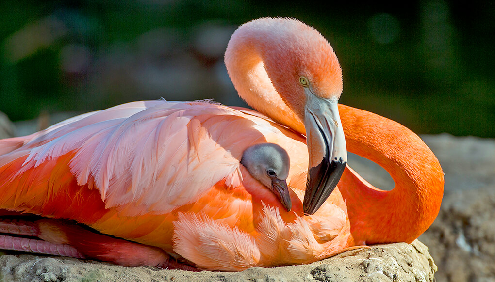 Mother flamingo sits on a mud mound nest as her chick rests folded under her wing with tiny fuzzy gray head peeking out.