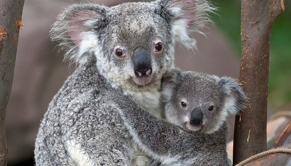 Koala | San Diego Zoo Kids