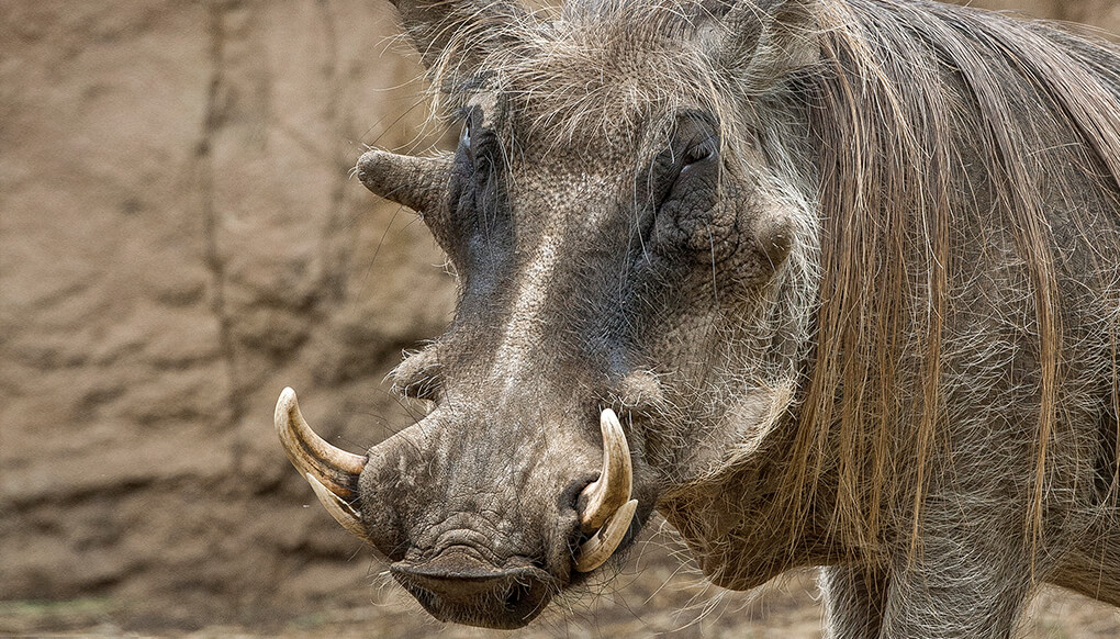 Warthog with tusks