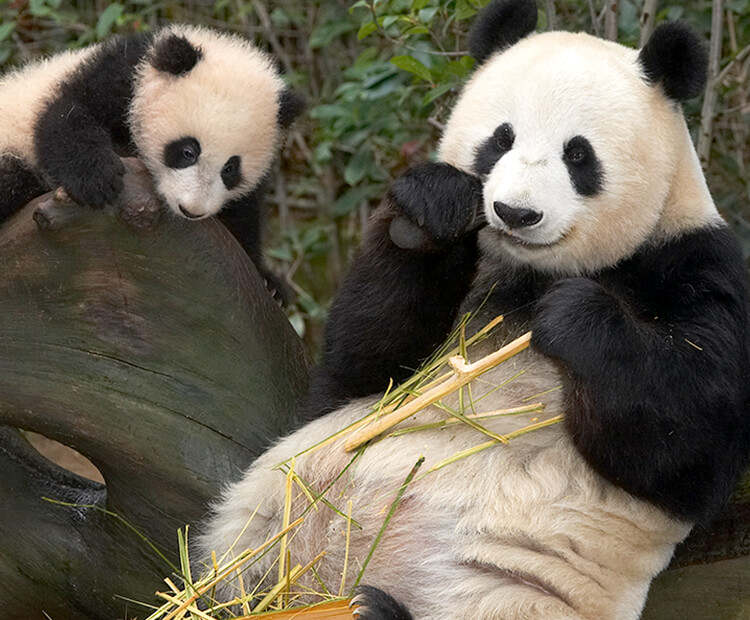 Mother panda Bai Yun eats bamboo as cub watches