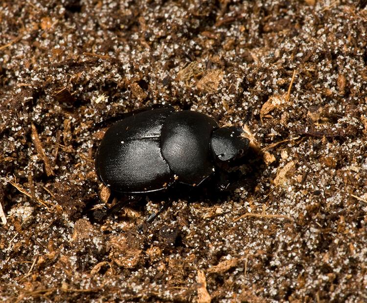 Dung beetle on top of dirt ground
