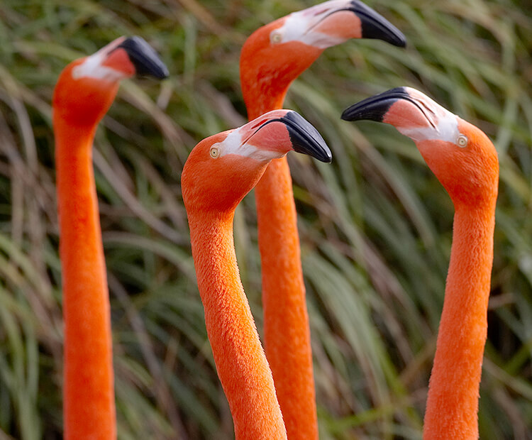 A group of four flamingoes stretch their necks up high