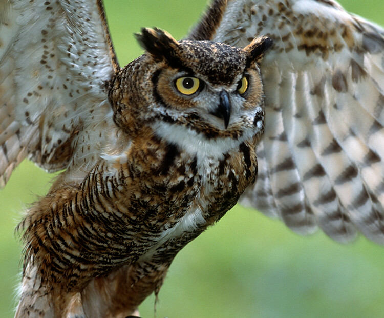 Great horned owl flying