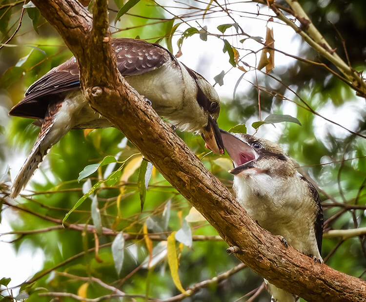 A kookaburra mom feeds her youngster.
