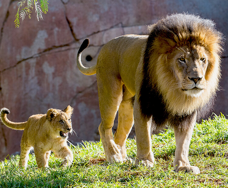 Male lion holds his tufted tail up while young cub follows him
