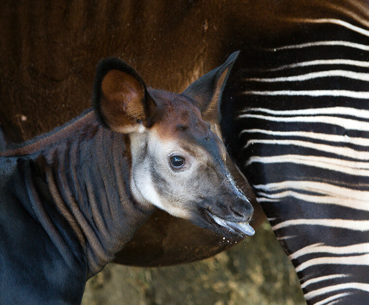 Okapi calf sticking its tongue out after nursing