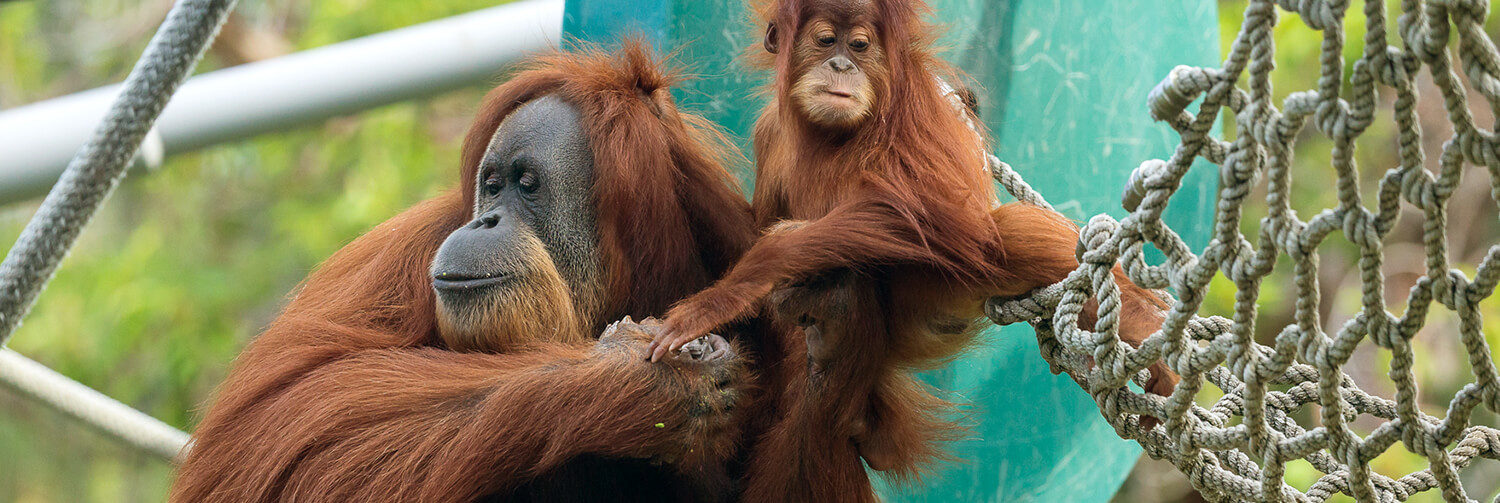 Orangutan mom holds onto bay's hands as it climbs out of a jungle gym rope net.