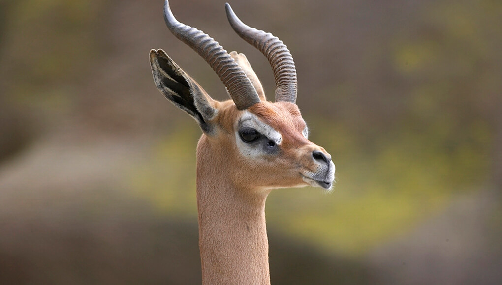 gerenuk looks off into the distance