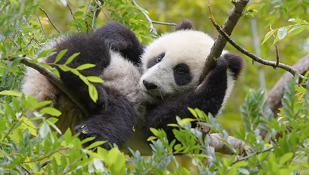 Precious Pandas San Diego Zoo Kids