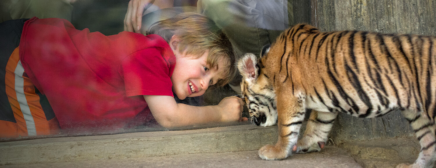 Young boy crouched down to get a better look at a baby tiger cub at the San Diego Zoo Safari Park