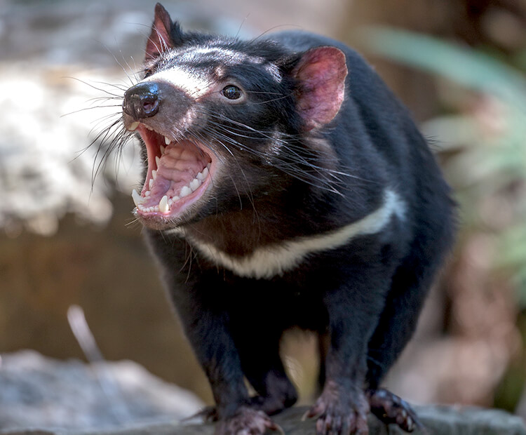 Tasmanian devil with mouth open