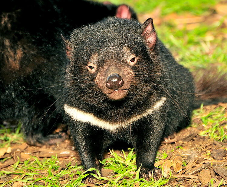 Tasmanian devil baby