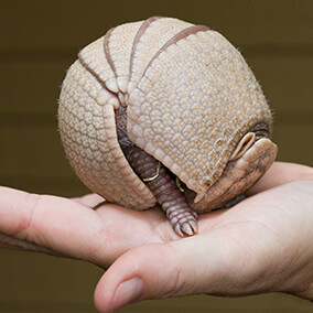 Baby armadillo rolled into ball