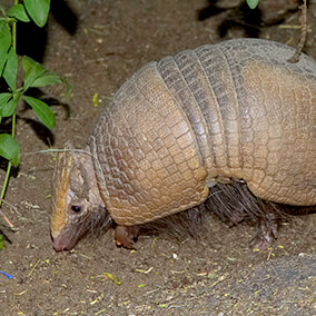 Three-banded armadillo sniffing through dirt