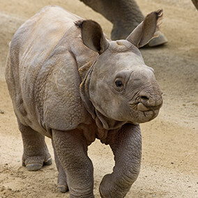 Rhinoceros | San Diego Zoo Kids