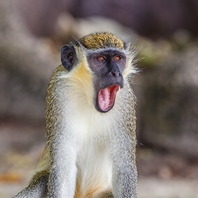 Vervet monkey with mouth wide open