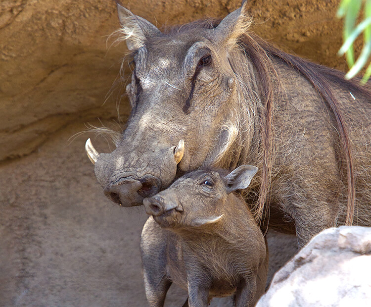 Warthog mom with baby