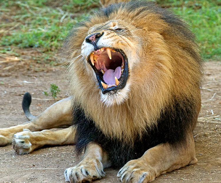 Adult male lion roaring with mouth wide open