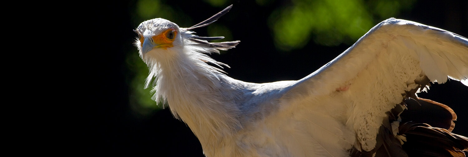 Secretary bird with left wing extended