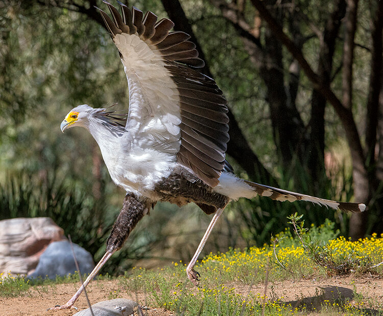 Secretary bird making a large leap with wings spread