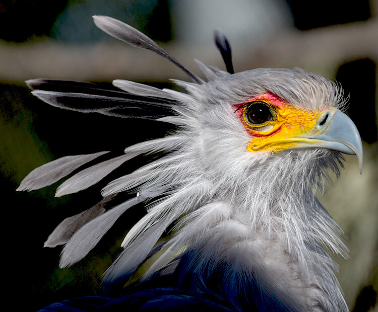 A juvenile secretary birds looking right shows off its large head feathers