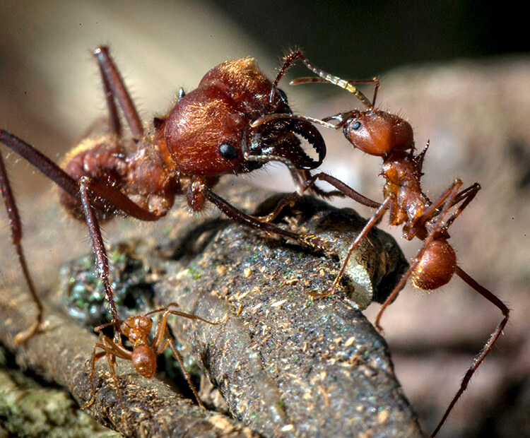 Maxima leafcutter ant communicating with media ant.