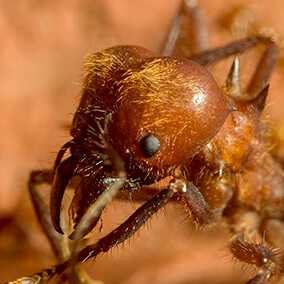 Close-up of a media ant's grooved head.