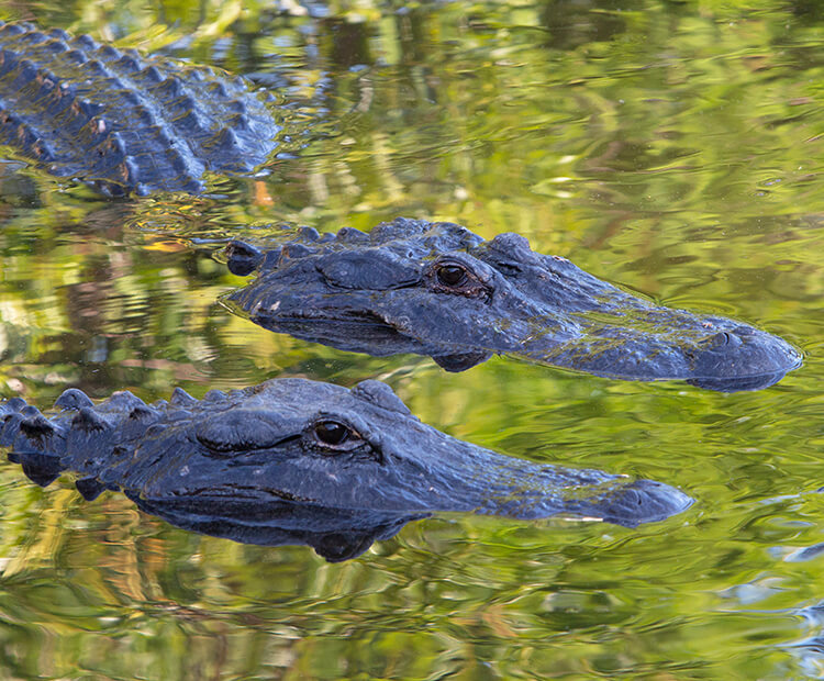 A pair of alligators swimming in the Everglades.