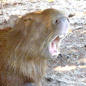 Capybara yawning