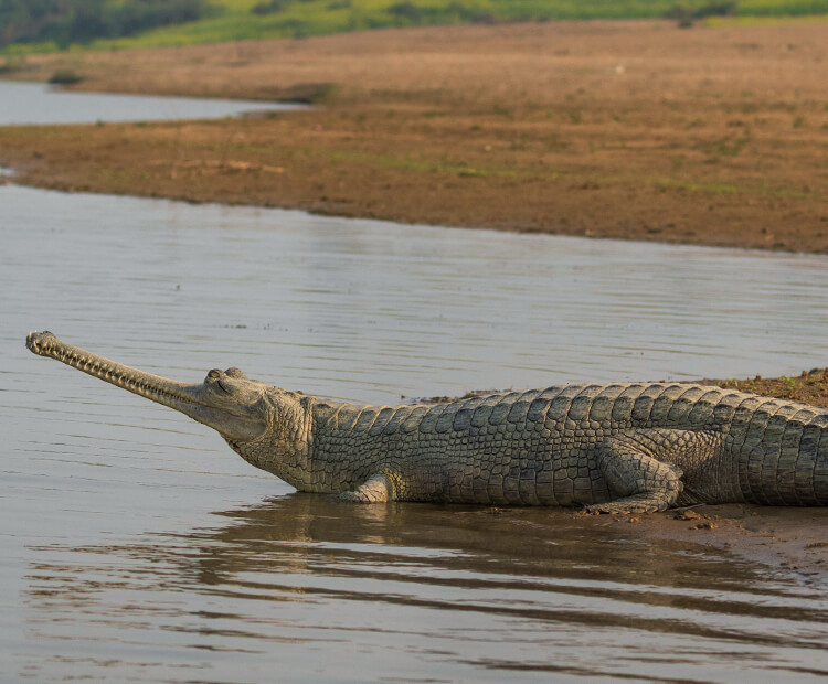 Female gharial sitting at river's edge during evening.