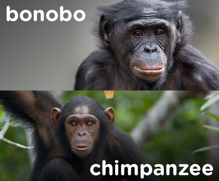 Bonobo vs. chimp 