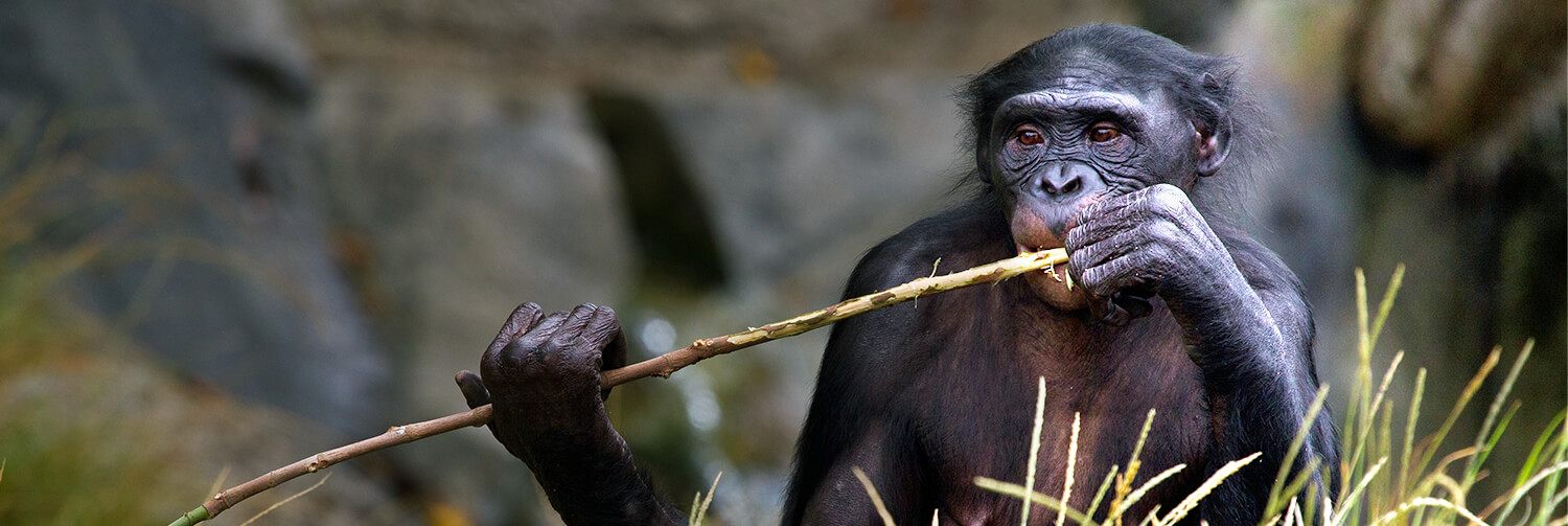Adult bonobo chewing on branch.