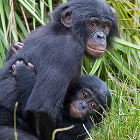 Two bonobo youngsters