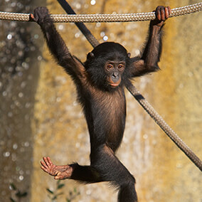 Young bonobo swinging from rope.
