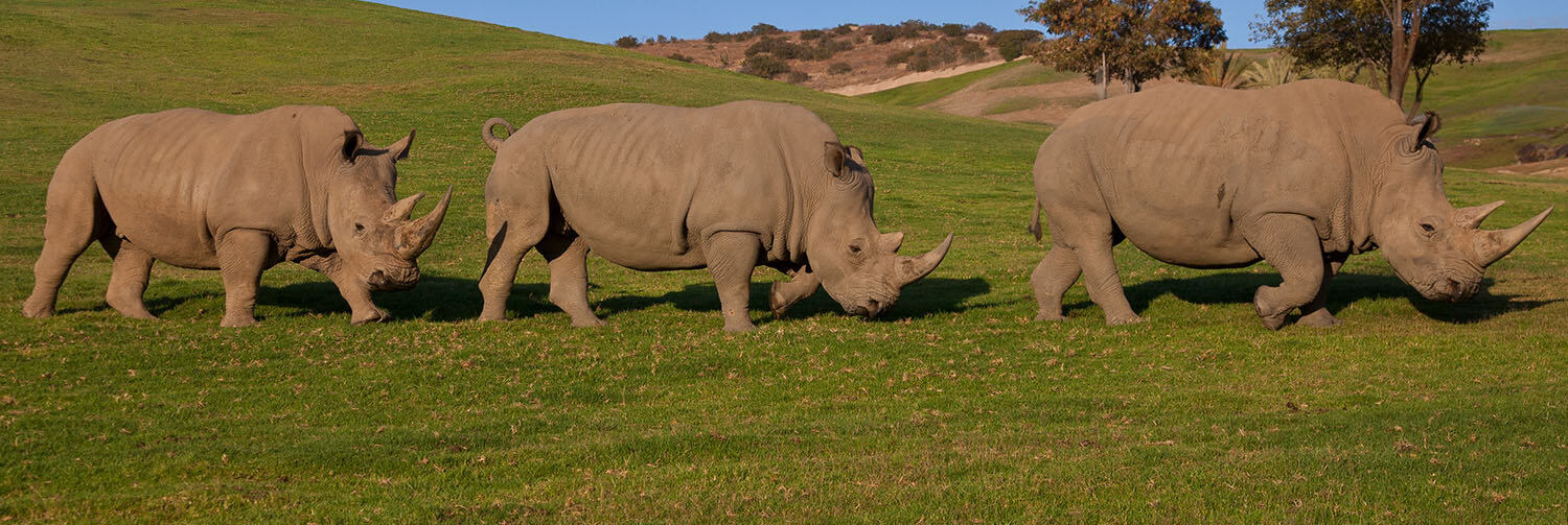 Southern white rhinos lined up single file on a grass field.