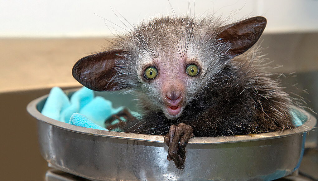 Baby aye-aye sitting in scale as it is weighed by zookeepers.