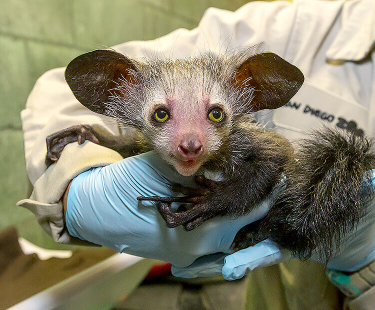 Baby aye-aye held by a wildlife care specialist.