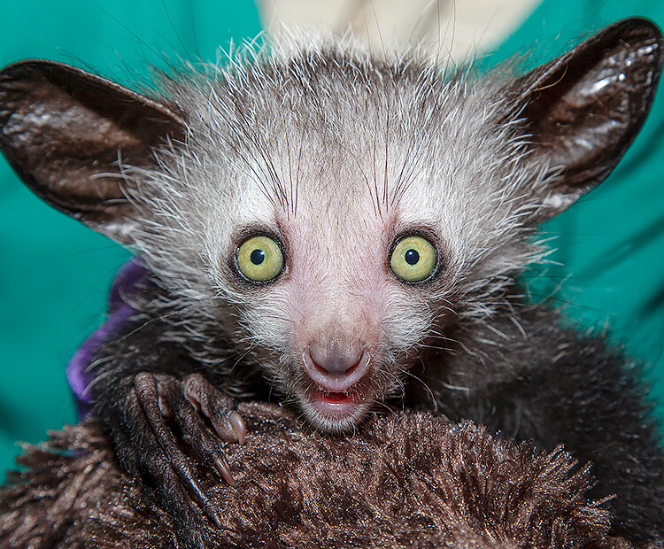 Baby aye-aye staring straight at camera as it is held in a faux fur blanket.