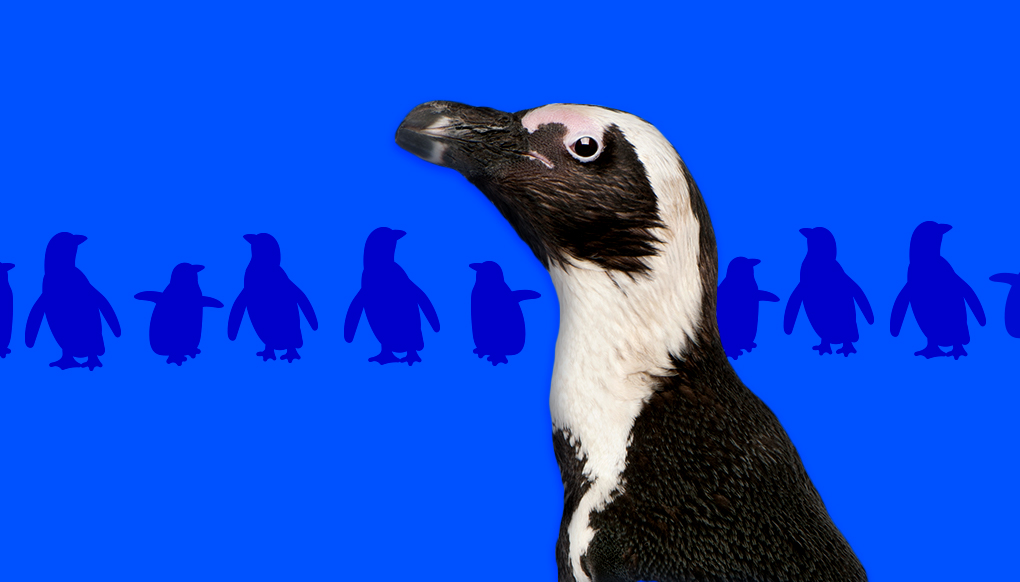 African penguin infant of a row of blue penguin silhouettes.