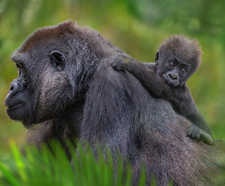 Gorilla mom with baby on her back.