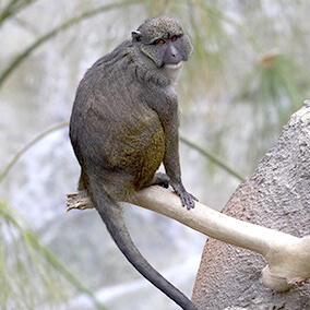 Adult Allen's swamp monkey with long tail hanging behind it.