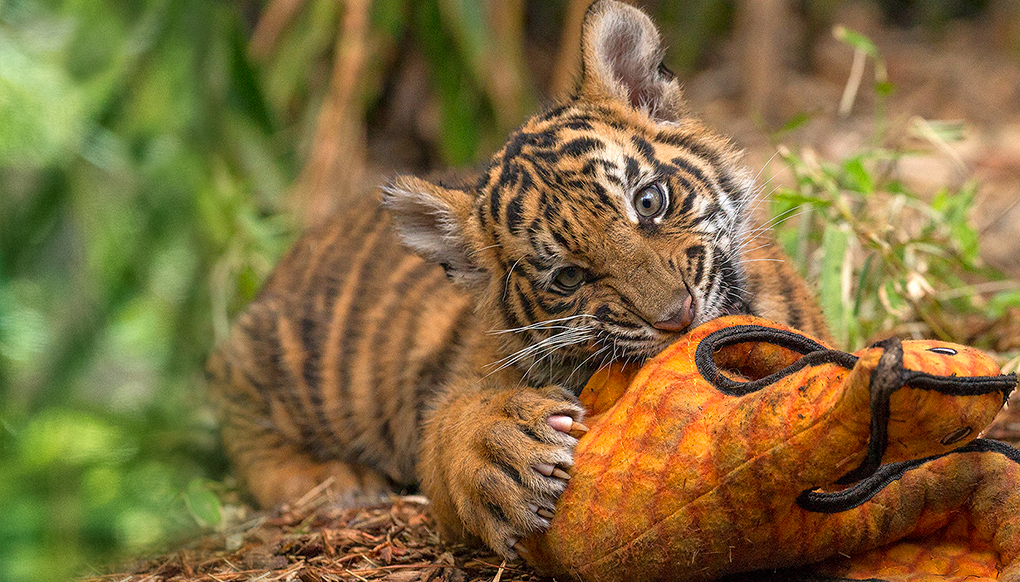 Tiger cub chewing on stuffed animal enrichment.